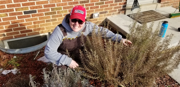 lemon grass left without pruning over the winter