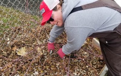 Berry Prep for Strong Harvest