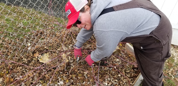 Berry Prep for Strong Harvest