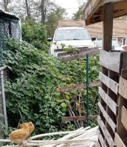 Raspberry bush last fall (before pruning)