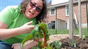 What we're calling - our Mutant Chard!