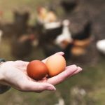 hand holding fresh eggs with chickens grazing in the yard in the background