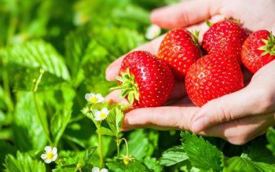 Strawberries and the Power of ONE