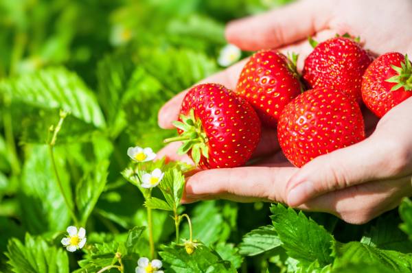 Handful of delicious red strawberries