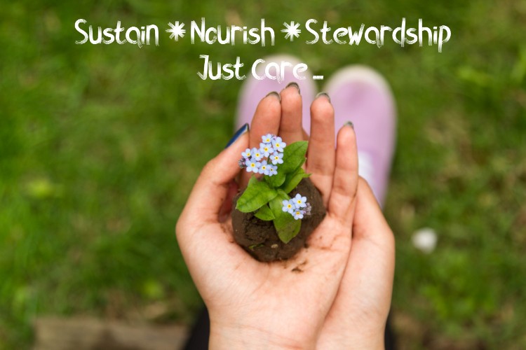 hands cupped, holding a flowering plant in dirt.