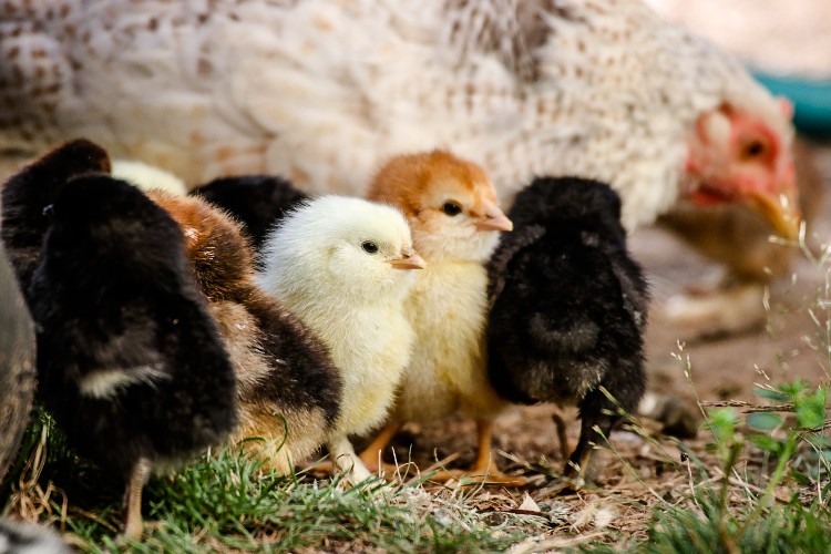 Peeps (Chicks) of many colors 