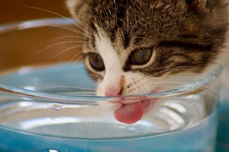 cat drinking water from a clear glass water bowl