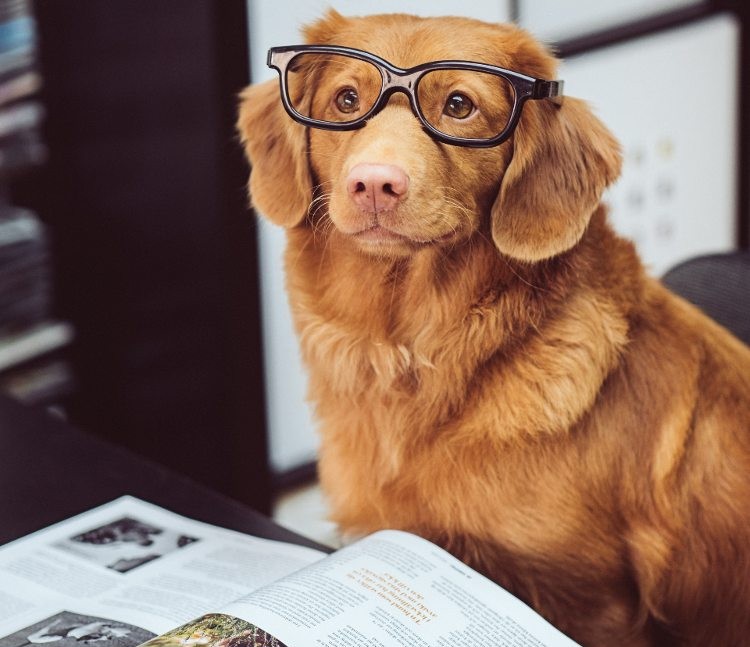 photo of reddish colored dog with glasses on and a magazine in front of him